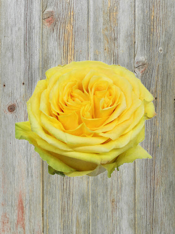  COUNTRY SUN YELLOW ROSE